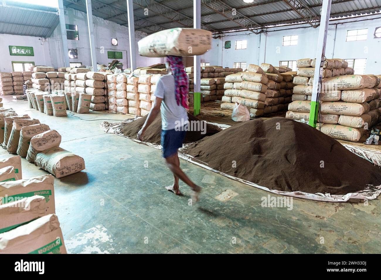 Un lavoratore indiano che porta un grande sacco pesante di foglie di tè lavorate sulla testa all'interno di una storica fabbrica di tè nella regione dell'Assam, India. Foto Stock