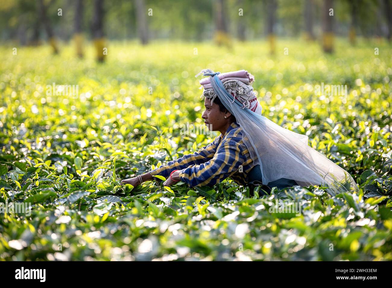 Donna del posto che lavora in una piantagione di tè, il suo lavoro quotidiano, raccogliendo foglie di tè in un'enorme piantagione di tè vicino a Dibrugarh in Assam, India Foto Stock