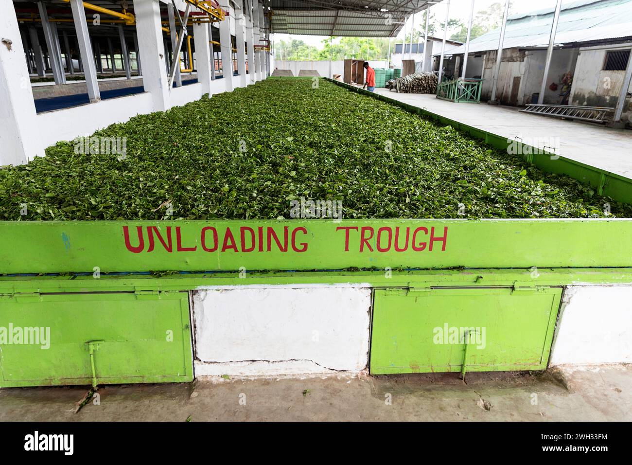 All'interno di una storica fabbrica di tè dell'Assam, in India, che mostra il processo di essiccazione, macchinari industriali, confezionamento e preparazione per l'esportazione globale. Foto Stock