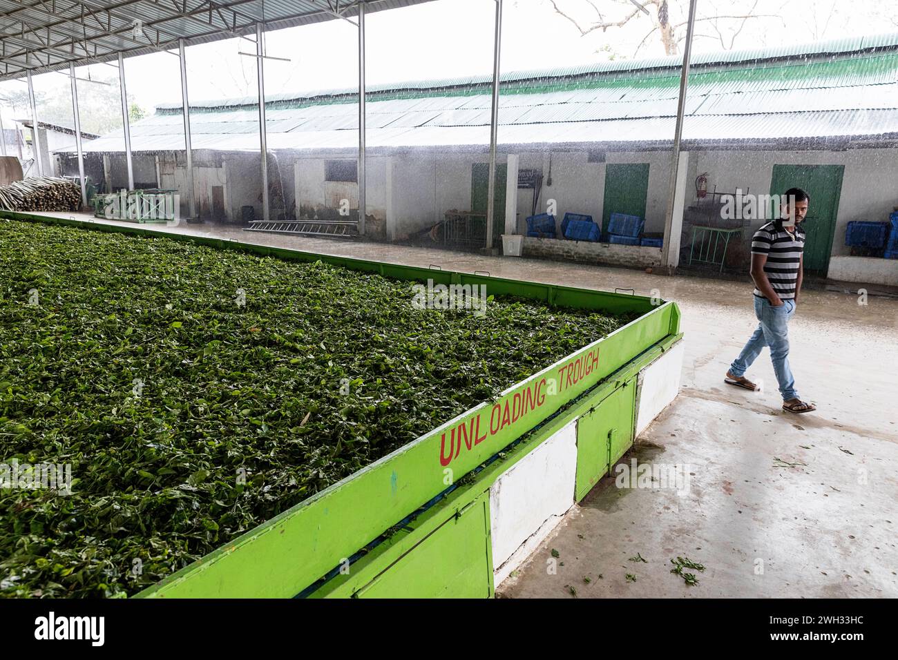 All'interno di una storica fabbrica di tè dell'Assam, in India, che mostra il processo di essiccazione, macchinari industriali, confezionamento e preparazione per l'esportazione globale. Foto Stock