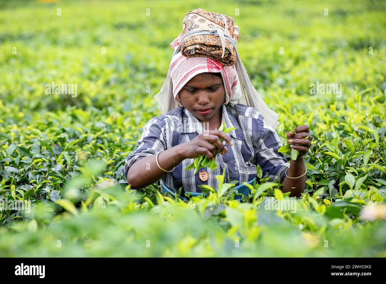 Donna del posto che lavora in una piantagione di tè, il suo lavoro quotidiano, raccogliendo foglie di tè in un'enorme piantagione di tè vicino a Dibrugarh in Assam, India Foto Stock