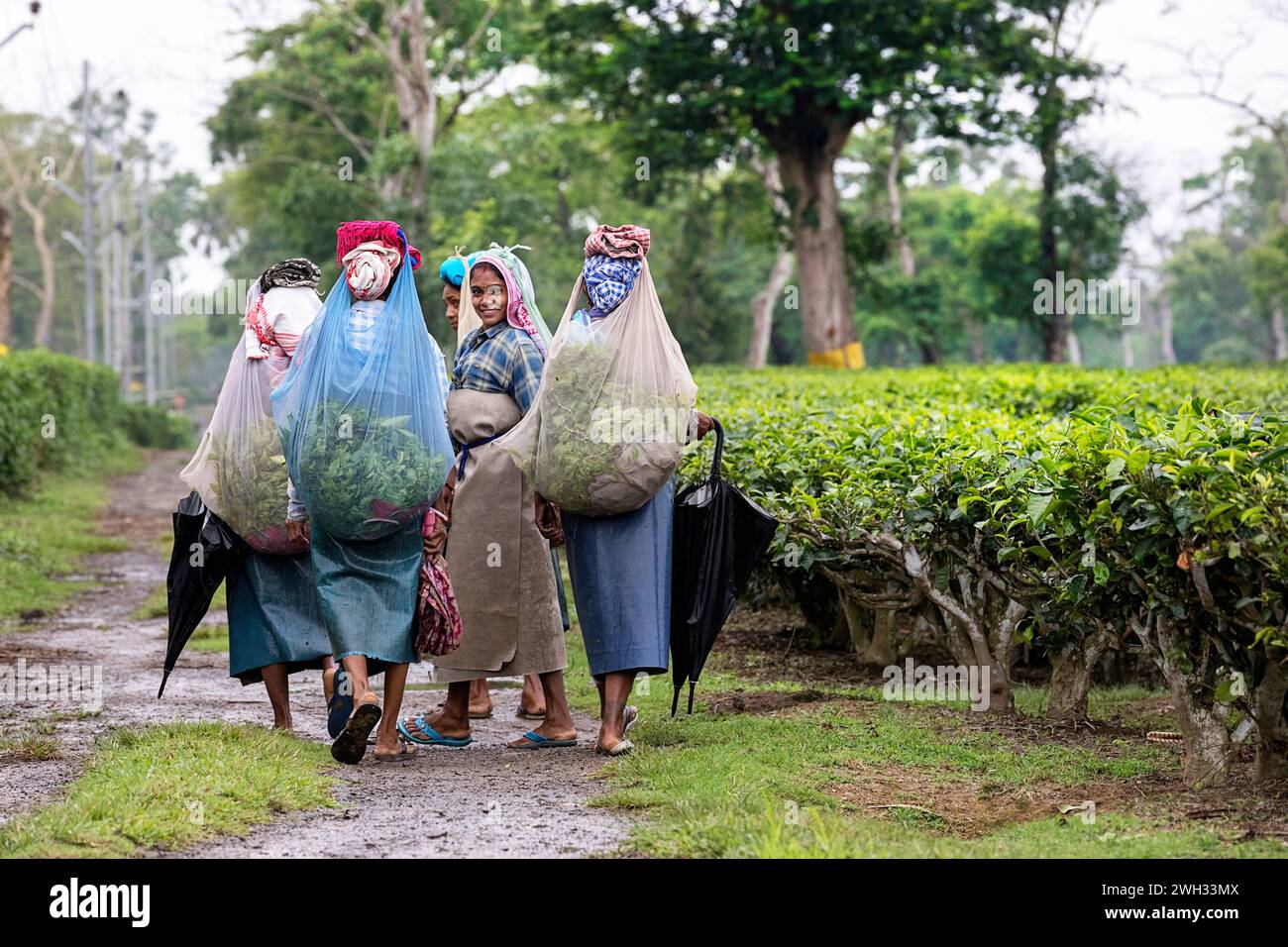Donne locali con sacchetti pieni di foglie di tè sulla testa che camminano nella grande tenuta del tè, nel giardino del tè, finiscono i lavori di raccolta delle foglie di tè, Assam, India Foto Stock