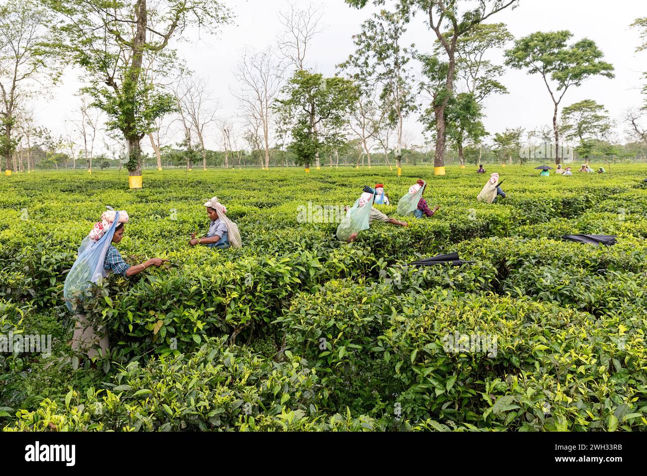 Le donne locali raccolgono le foglie di tè in un'enorme piantagione di tè vicino a Dibrugarh in Assam, India Foto Stock
