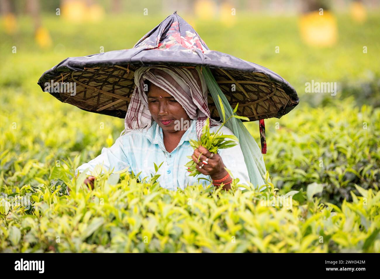 Donna locale con cappello tradizionale, che lavora in una piantagione di tè, il suo lavoro, raccogliendo foglie di tè in un'enorme piantagione di tè vicino a Dibrugarh, Assam, India Foto Stock