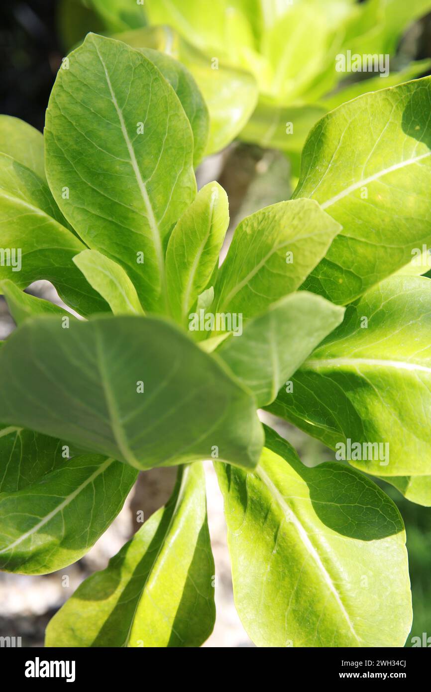 Brighamia insignis, Olulu, una pianta rara Foto Stock