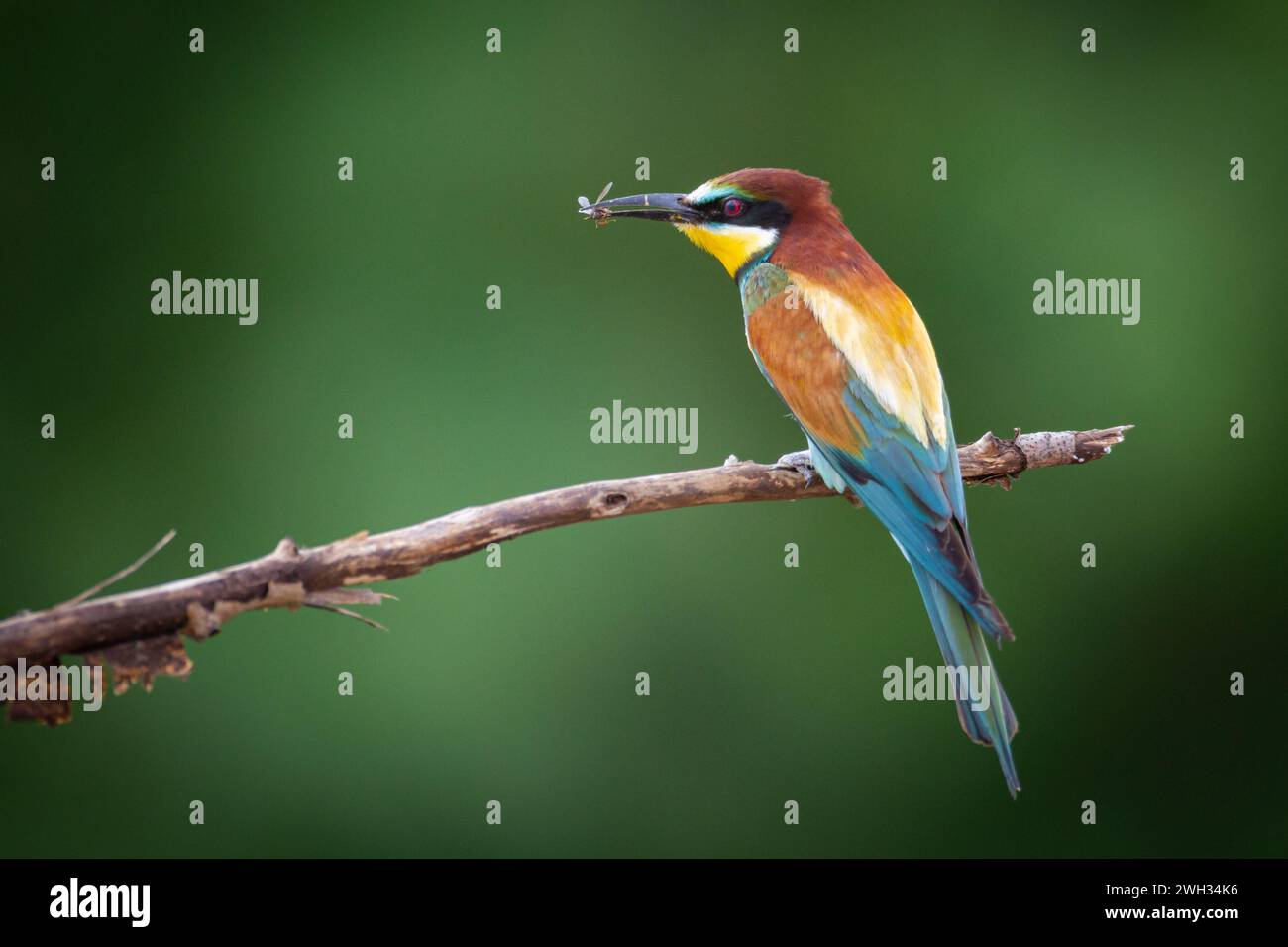 European Bee-Eater (Merops apiaster) arroccato sul ramo vicino alla colonia di riproduzione. La natura selvaggia della Polonia settentrionale - Europa Foto Stock