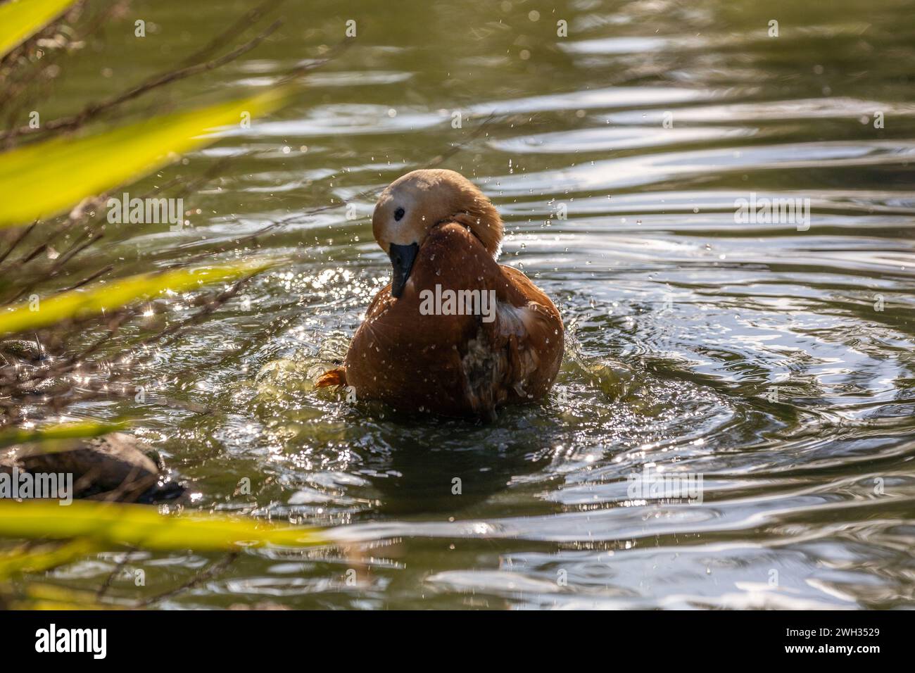 Il Ruddy Shelduck, Tadorna ferruginea, avvistato nella Valle Paro del Bhutan, è un uccello d'acqua di medie dimensioni con un caratteristico piumaggio color ruggine e un bri Foto Stock