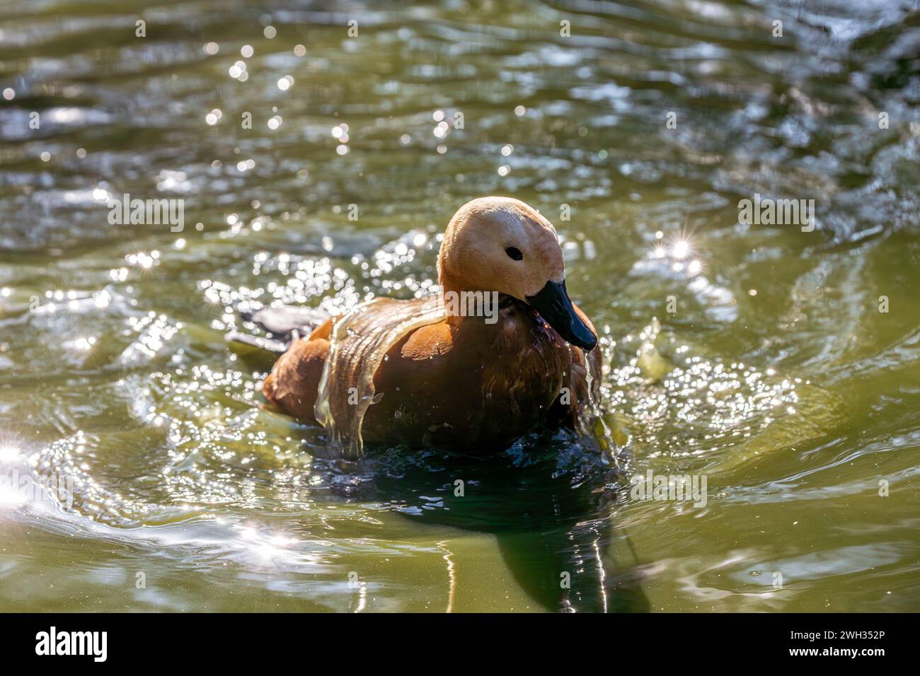 Il Ruddy Shelduck, Tadorna ferruginea, avvistato nella Valle Paro del Bhutan, è un uccello d'acqua di medie dimensioni con un caratteristico piumaggio color ruggine e un bri Foto Stock