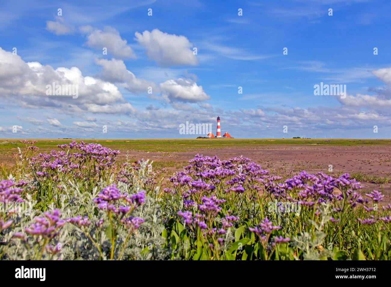 Sea-lavanda in fiore e faro Westerheversand a Westerhever, Penisola di Eiderstedt, Parco Nazionale del Mare di Wadden, Frisia del Nord, Germania Foto Stock