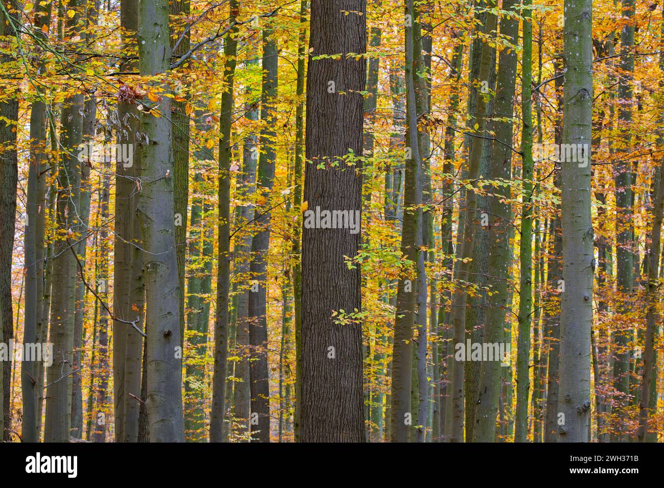 Faggi europei (Fagus sylvatica) / faggi comuni che presentano fogliame con foglie gialle nei colori autunnali della foresta Foto Stock