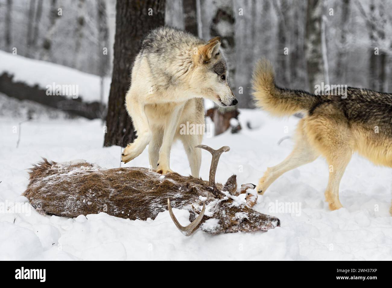 Grey Wolf (Canis lupus) osserva Packmate allontanarsi dal Deer Body Winter - animale in cattività Foto Stock