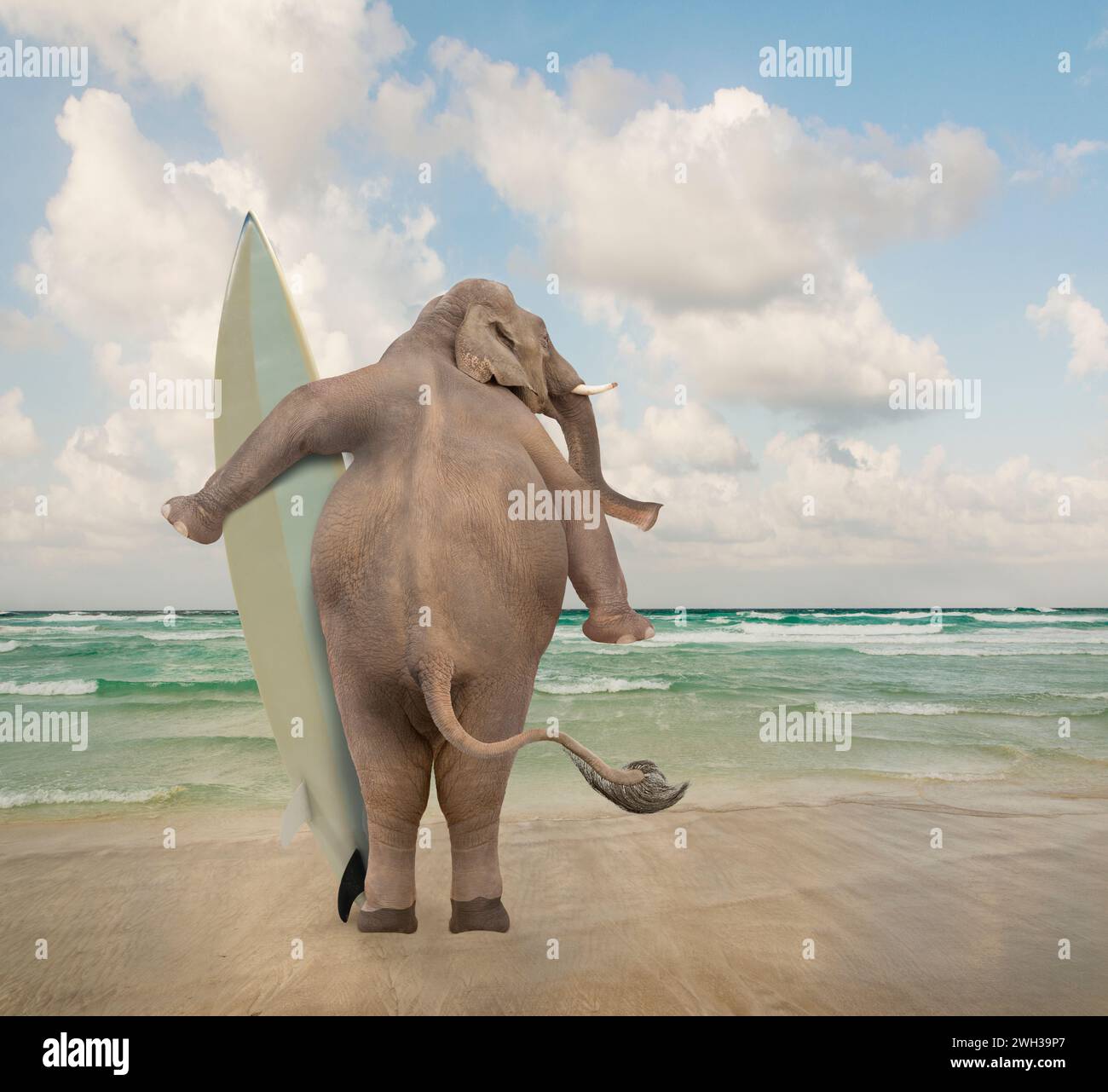 Un elefante si erge su una spiaggia tenendo in mano una tavola da surf e guardando le onde in una divertente immagine animale su abilità e situazioni inaspettate. Foto Stock