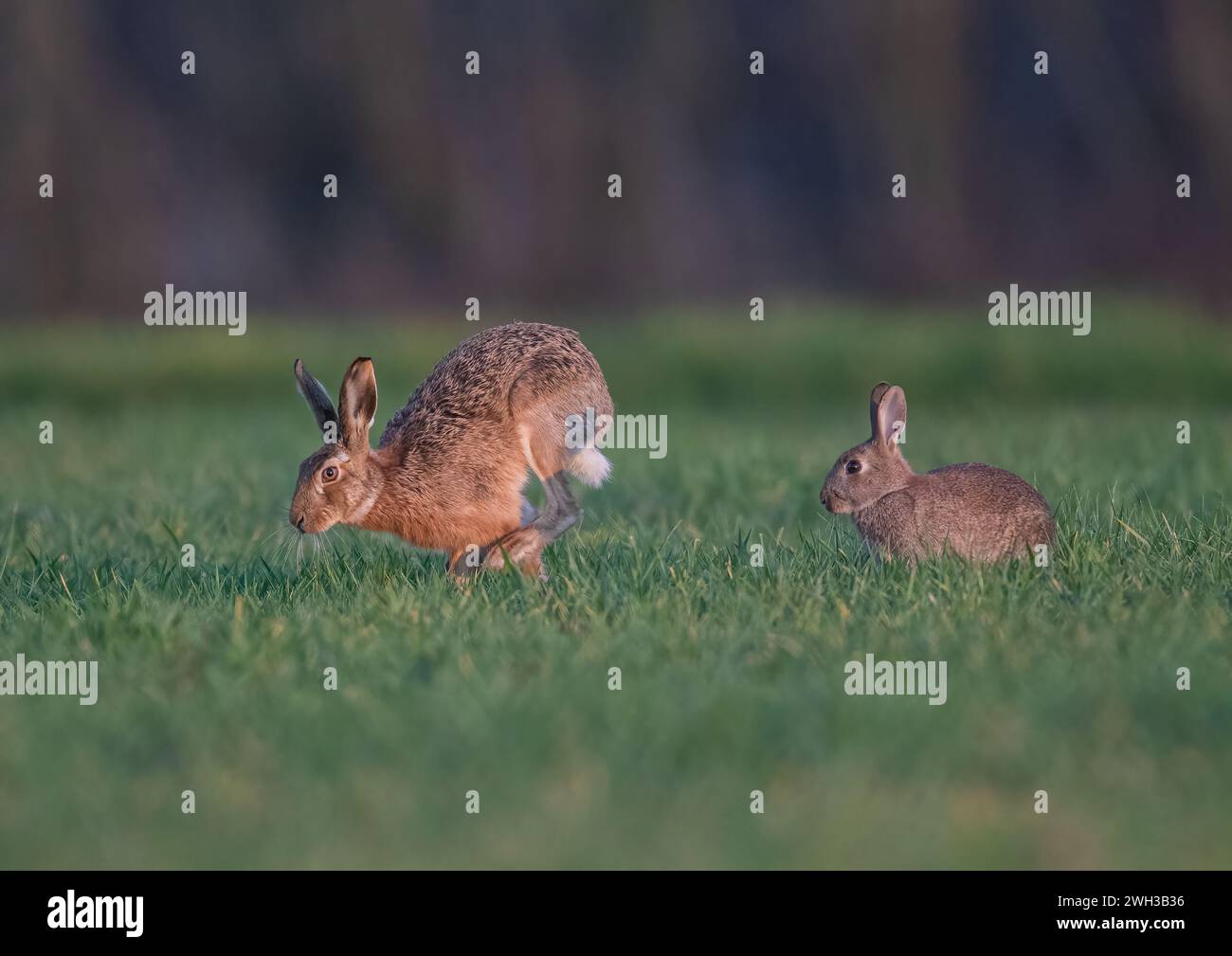 Riuscite a capire la differenza tra una lepre marrone e un coniglio? Ecco un'immagine di entrambe le specie insieme per il confronto. Suffolk, Regno Unito Foto Stock