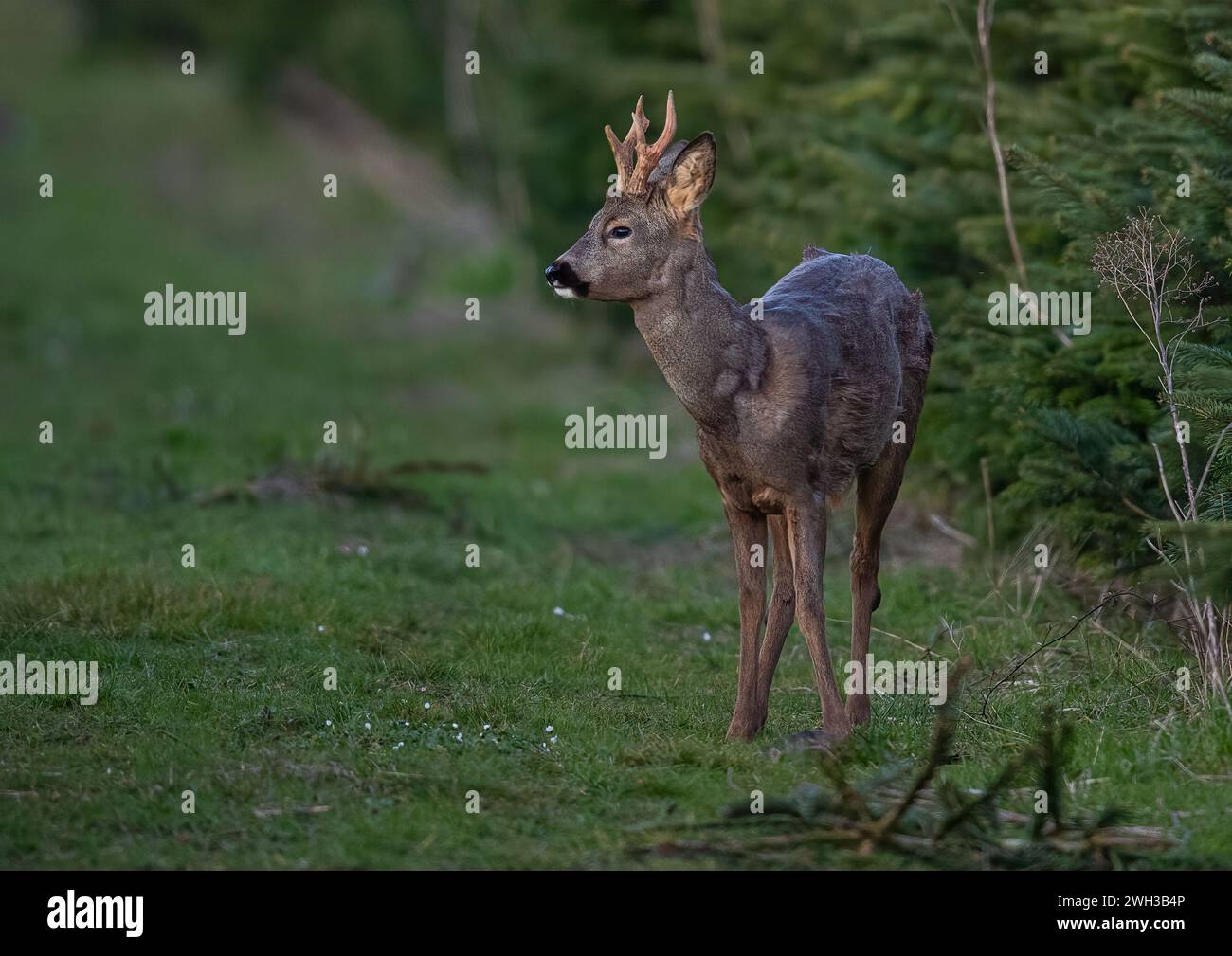 Un capriolo (Capreolus capreolus) con palchi, che mostra il suo naso nero in un raccolto di alberi di Natale in una fattoria di Suffolk . REGNO UNITO. Foto Stock