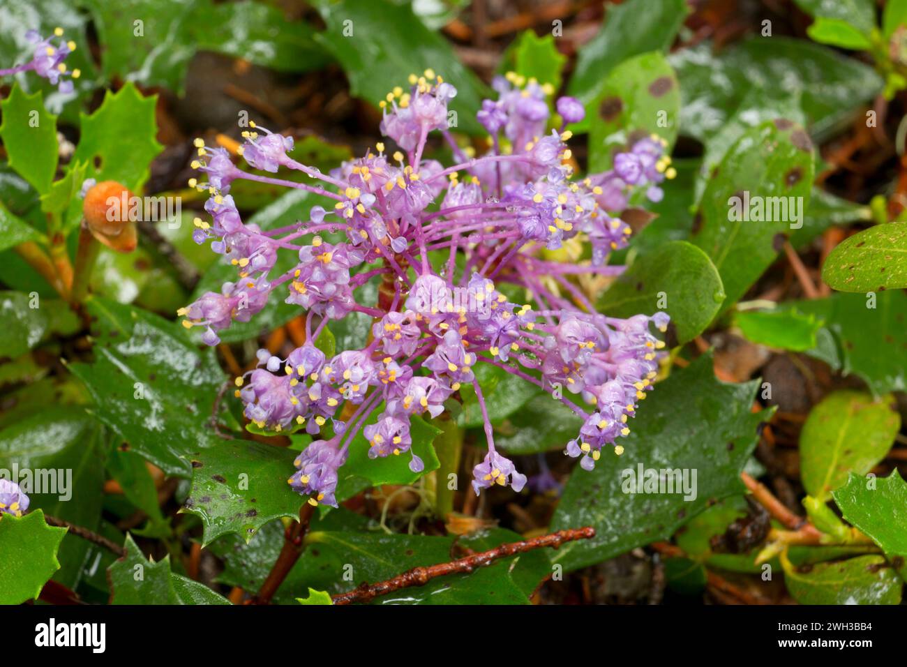 Squaw carpet (Ceanothus prostratus), Rogue Wild and Scenic River, Rogue River National Forest, Rogue-Umpqua National Scenic Byway, Oregon Foto Stock