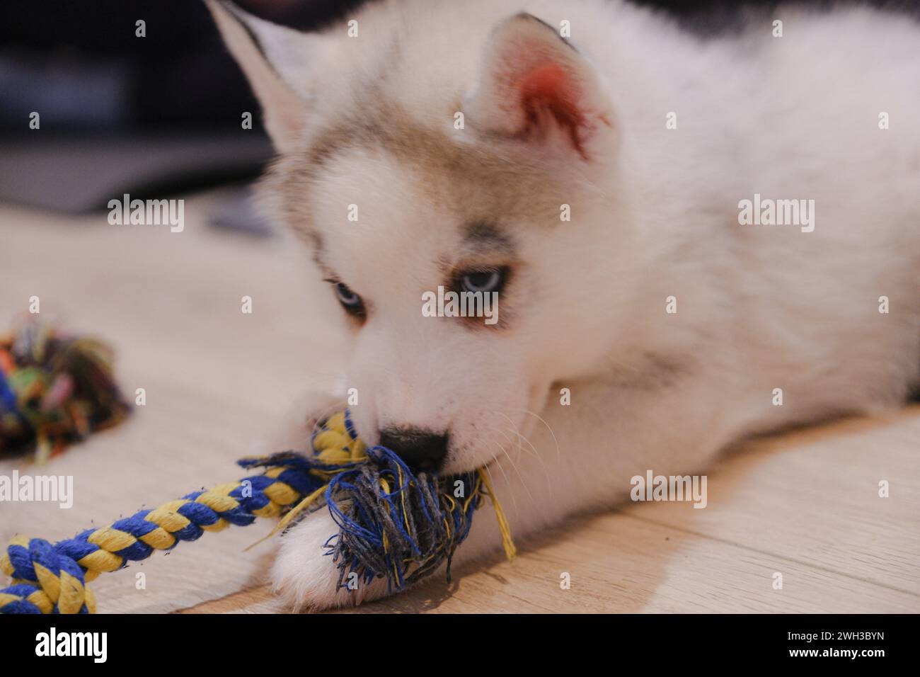 Boulogne Billancourt, Francia. 7 febbraio 2024. Lezione di yoga mentre giochi con i cuccioli le lezioni di Puppy Yoga Paris sono un'esperienza unica nel loro genere, che offre l'opportunità di socializzare i cuccioli in cerca di una famiglia mentre trovi il tuo zen. Lo yoga del cucciolo è considerato benefico per la salute mentale e fisica. Si tratta di un'esperienza unica e piacevole per gli amanti dei cuccioli e dello yoga a Boulogne Billancourt, Francia, il 7 febbraio 2024. @puppy yoga paris. Foto di Marie Hubert Psaila/ABACAPRESS.COM credito: Abaca Press/Alamy Live News Foto Stock