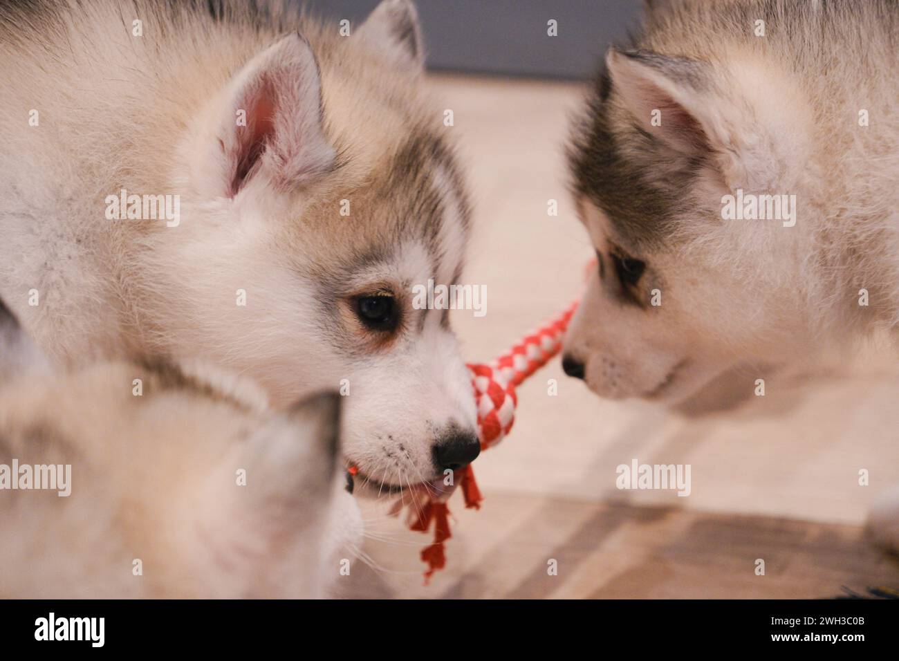 Boulogne Billancourt, Francia. 7 febbraio 2024. Lezione di yoga mentre giochi con i cuccioli le lezioni di Puppy Yoga Paris sono un'esperienza unica nel loro genere, che offre l'opportunità di socializzare i cuccioli in cerca di una famiglia mentre trovi il tuo zen. Lo yoga del cucciolo è considerato benefico per la salute mentale e fisica. Si tratta di un'esperienza unica e piacevole per gli amanti dei cuccioli e dello yoga a Boulogne Billancourt, Francia, il 7 febbraio 2024. @puppy yoga paris. Foto di Marie Hubert Psaila/ABACAPRESS.COM credito: Abaca Press/Alamy Live News Foto Stock