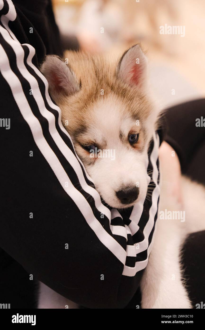 Boulogne Billancourt, Francia. 7 febbraio 2024. Lezione di yoga mentre giochi con i cuccioli le lezioni di Puppy Yoga Paris sono un'esperienza unica nel loro genere, che offre l'opportunità di socializzare i cuccioli in cerca di una famiglia mentre trovi il tuo zen. Lo yoga del cucciolo è considerato benefico per la salute mentale e fisica. Si tratta di un'esperienza unica e piacevole per gli amanti dei cuccioli e dello yoga a Boulogne Billancourt, Francia, il 7 febbraio 2024. @puppy yoga paris. Foto di Marie Hubert Psaila/ABACAPRESS.COM credito: Abaca Press/Alamy Live News Foto Stock