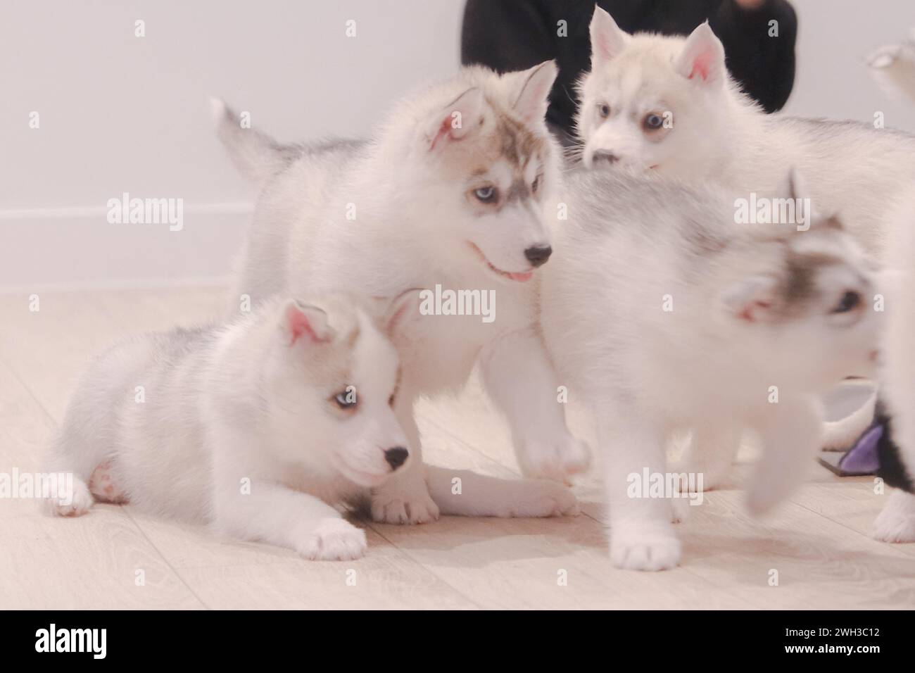 Boulogne Billancourt, Francia. 7 febbraio 2024. Lezione di yoga mentre giochi con i cuccioli le lezioni di Puppy Yoga Paris sono un'esperienza unica nel loro genere, che offre l'opportunità di socializzare i cuccioli in cerca di una famiglia mentre trovi il tuo zen. Lo yoga del cucciolo è considerato benefico per la salute mentale e fisica. Si tratta di un'esperienza unica e piacevole per gli amanti dei cuccioli e dello yoga a Boulogne Billancourt, Francia, il 7 febbraio 2024. @puppy yoga paris. Foto di Marie Hubert Psaila/ABACAPRESS.COM credito: Abaca Press/Alamy Live News Foto Stock