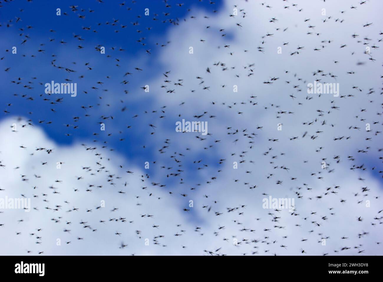 Bug hatch al Lago di Diamante, Umpqua National Forest, Rogue-Umpqua National Scenic Byway, Oregon Foto Stock