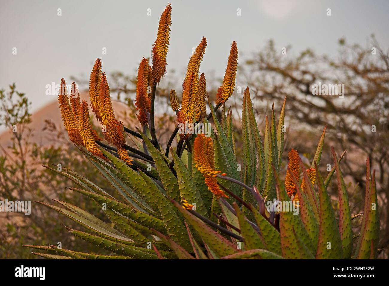 Aloe di montagna (Aloe ferox) 15728 Foto Stock