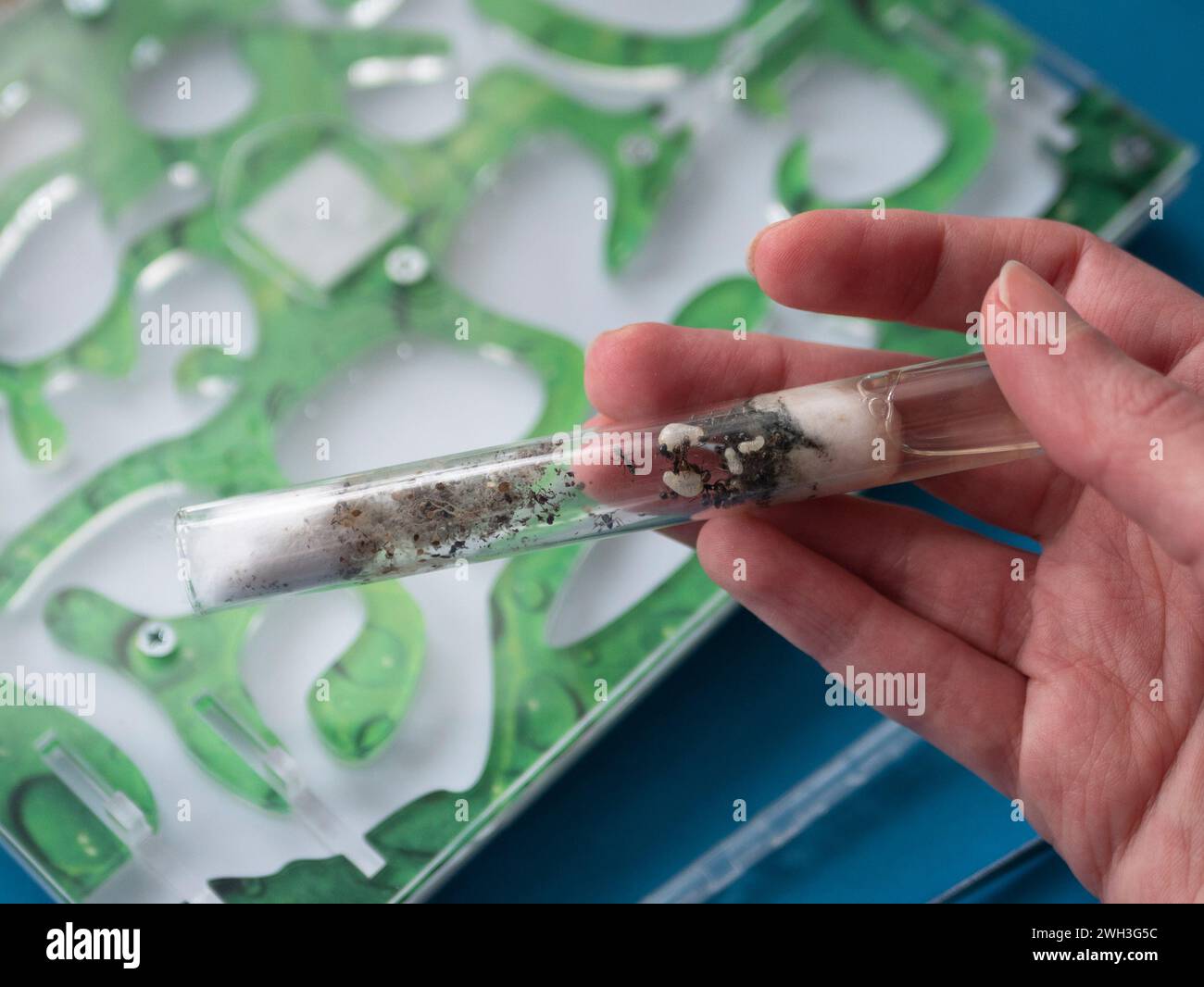 Colonia di ANT in cattività, focalizzazione selettiva. Tenere gli insetti come un hobby. Provetta con formiche in mano e un nuovo formicario sullo sfondo Foto Stock