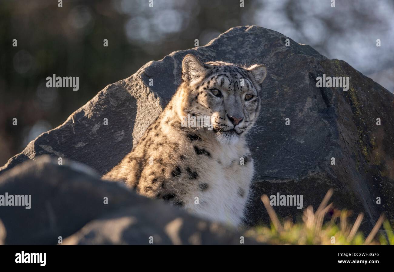 Northumberland Zoo , Northumberland, INGHILTERRA, Regno Unito A Leopardi delle nevi nella foto dello Zoo di Northumberland. Immagini Phil Wilkinson Foto Stock