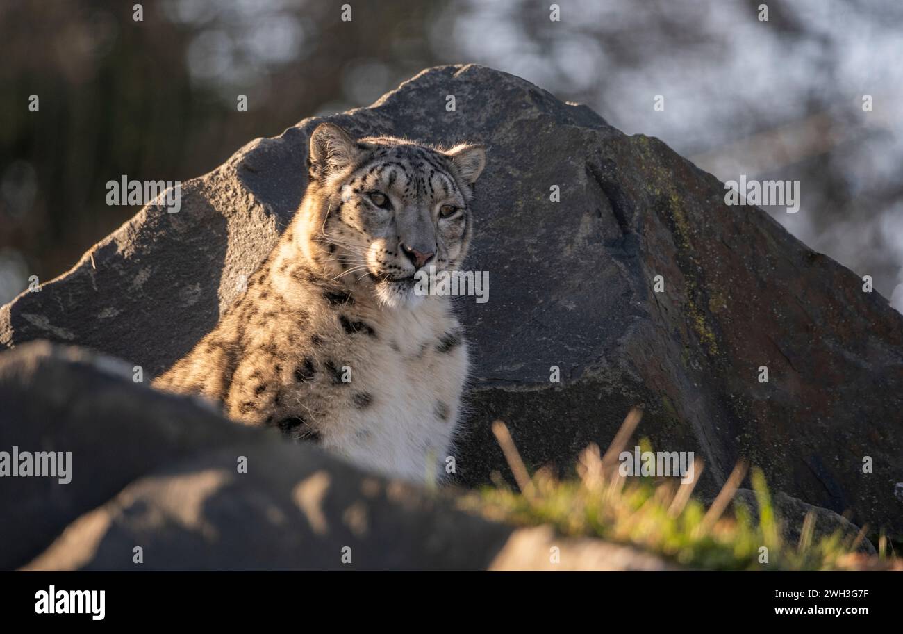 Northumberland Zoo , Northumberland, INGHILTERRA, Regno Unito A Leopardi delle nevi nella foto dello Zoo di Northumberland. Immagini Phil Wilkinson Foto Stock