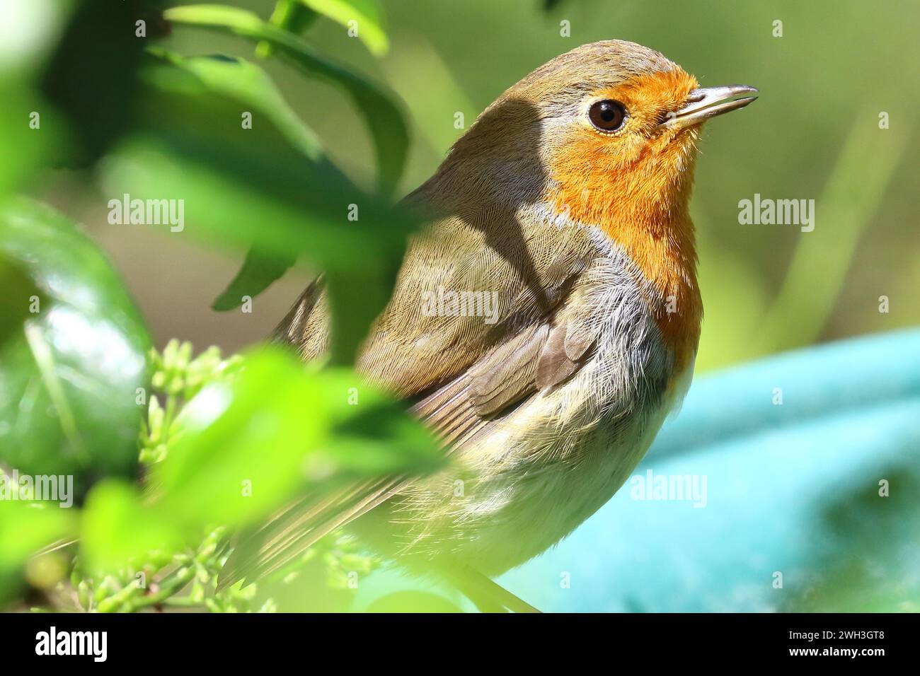 Un robin europeo arroccato Foto Stock