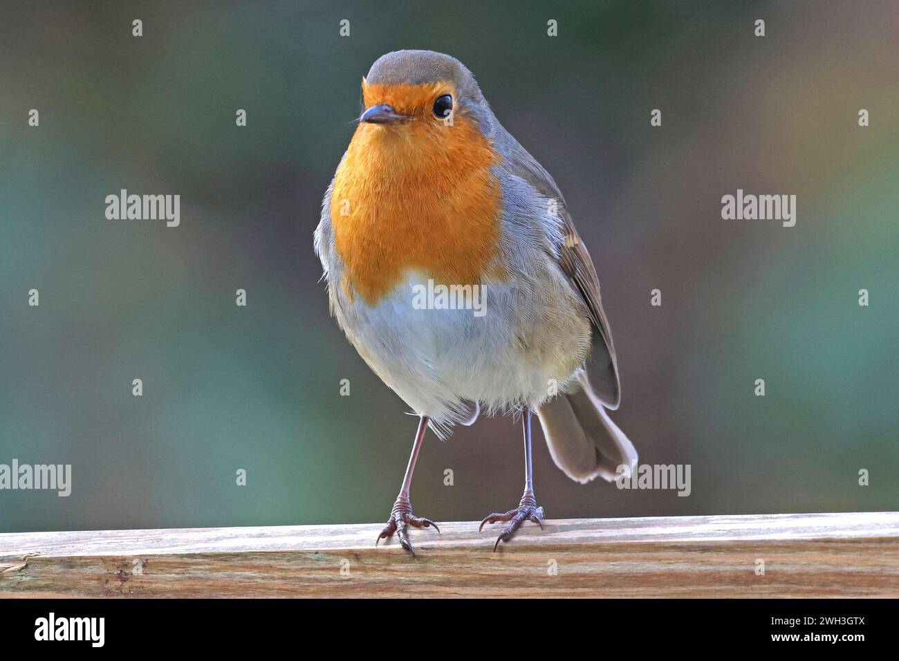 Un robin europeo arroccato Foto Stock