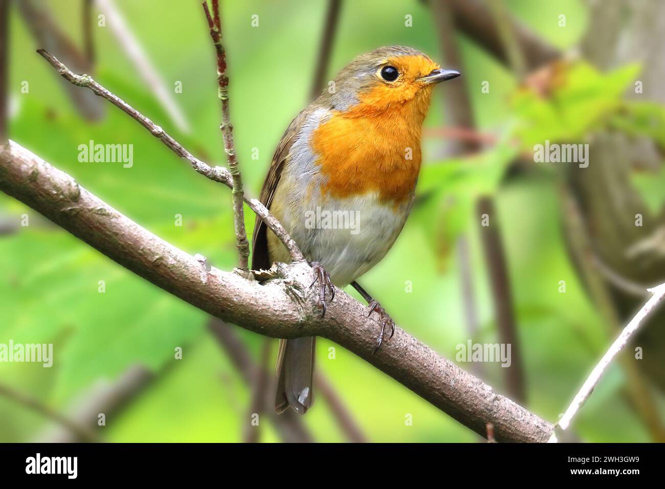 Un robin europeo arroccato Foto Stock