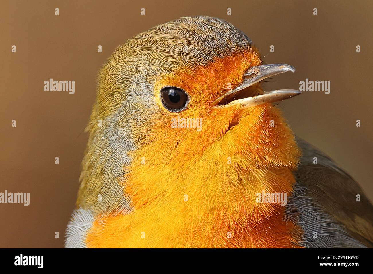 Robin europeo close up Foto Stock