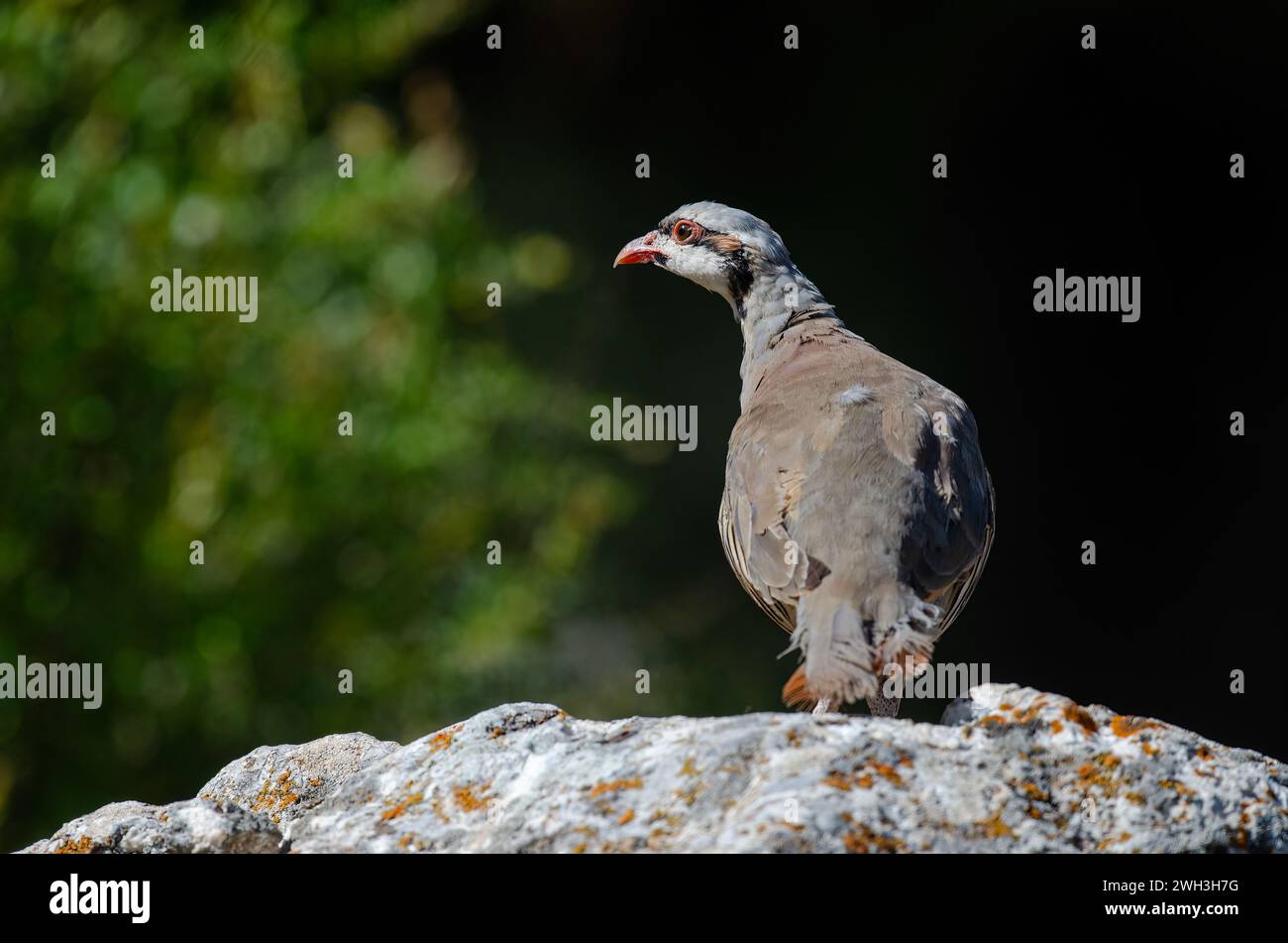 Chukar Partridge (Alectoris chukar) sulla roccia. Foto Stock