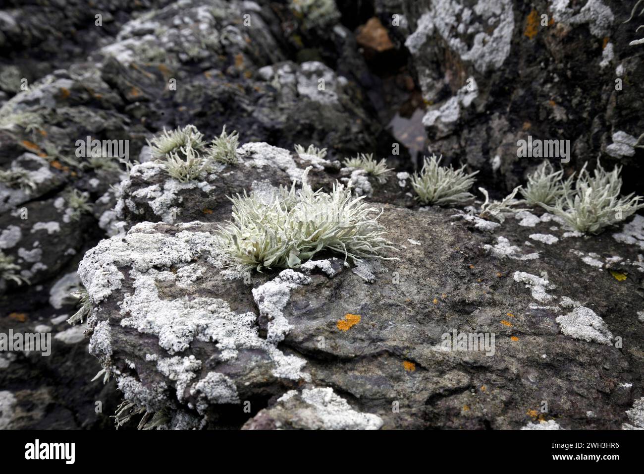 Licheni sulle rocce vulcaniche di Ynys Llanddwyn, Llanddwyn Island, Anglesey, Galles del Nord. REGNO UNITO Foto Stock