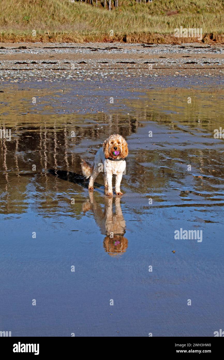 Nei mesi invernali sono ammessi cani sulla spiaggia di Traeth Llanddwyn. Anglesey, Galles del Nord. REGNO UNITO Foto Stock