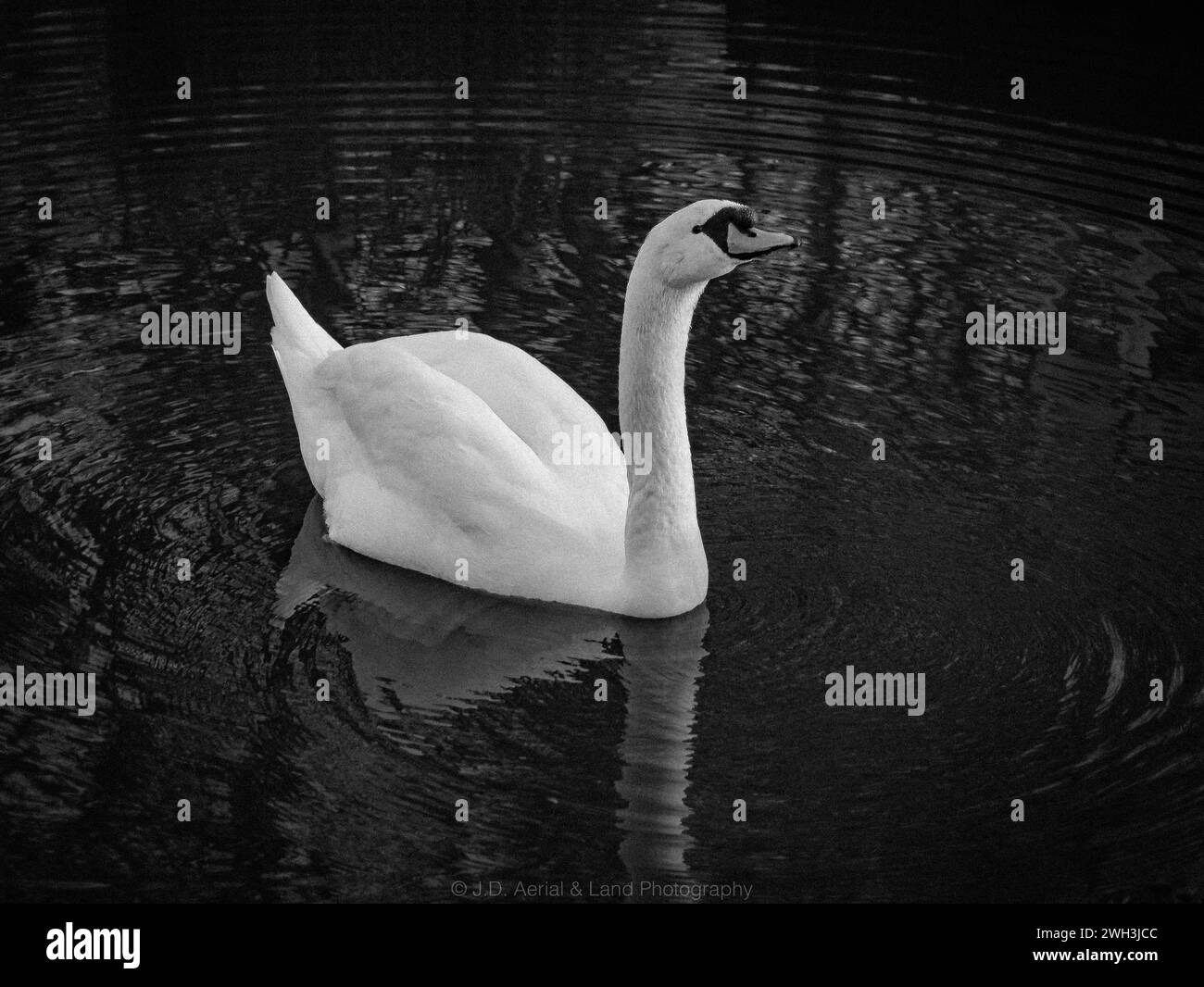 Cigno in bianco e nero con riflessi. Foto Stock