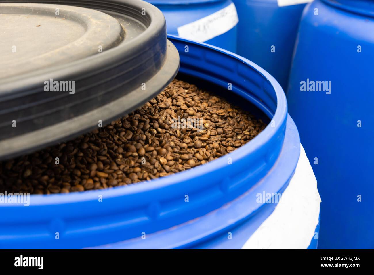 I chicchi di caffè arabica tostati subito dopo la tostatura vengono degassati in un barile blu, foto ravvicinata con una messa a fuoco morbida e selettiva Foto Stock