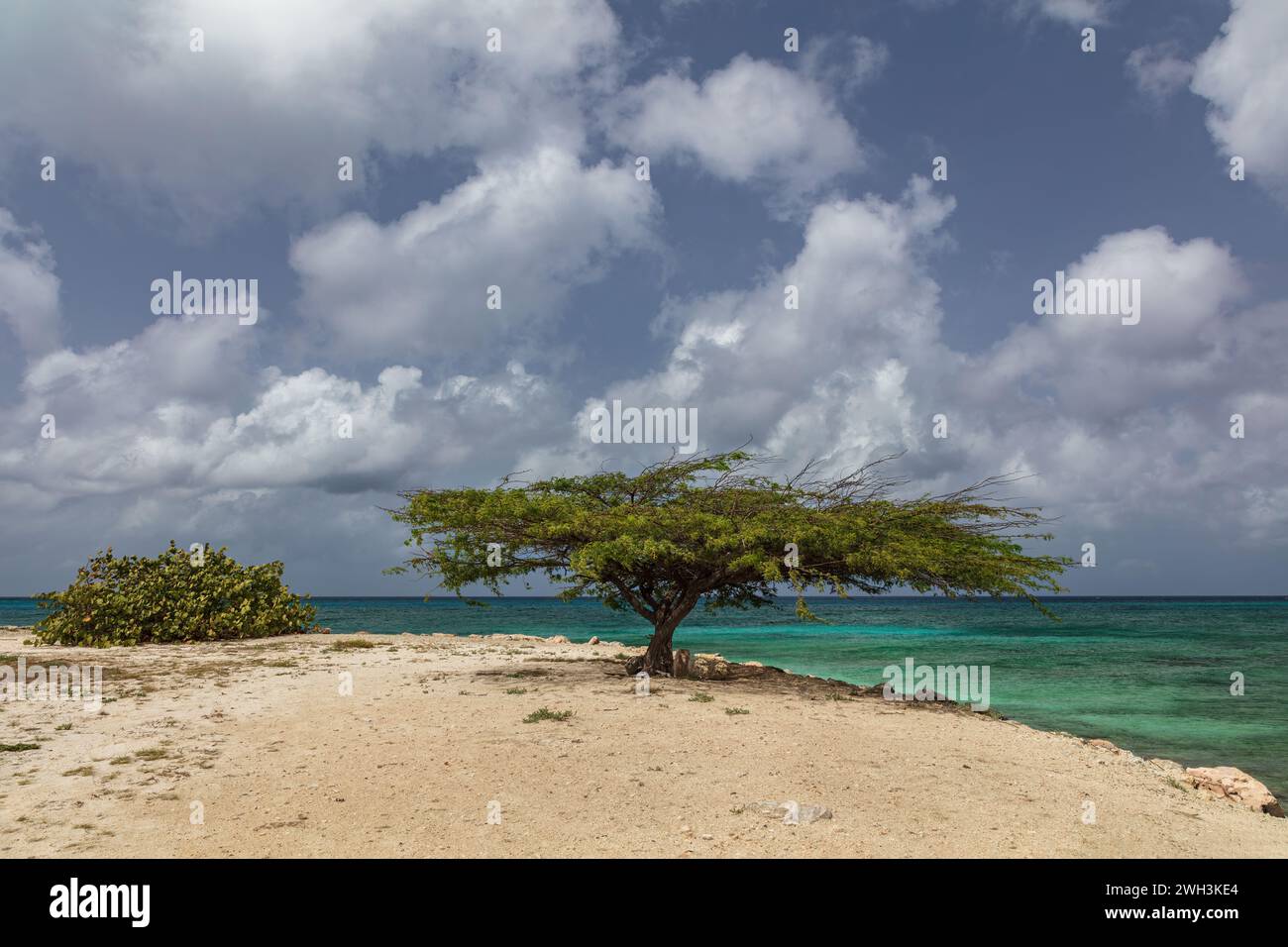 L'albero di Fofoti e la vicina macchia sulla spiaggia sabbiosa dell'isola di Aruba. Oceano verde smeraldo, cielo nuvoloso blu sullo sfondo. Foto Stock