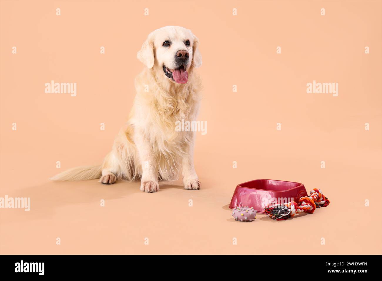 Simpatico cane Labrador con giocattoli e ciotola per nutrire su sfondo beige Foto Stock