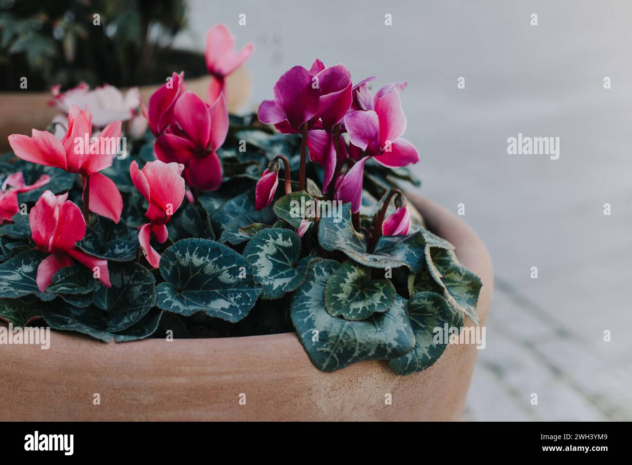 Bellissimi fiori di ciclamino rosa in un vaso in una strada. Posiziona per testo. Foto Stock