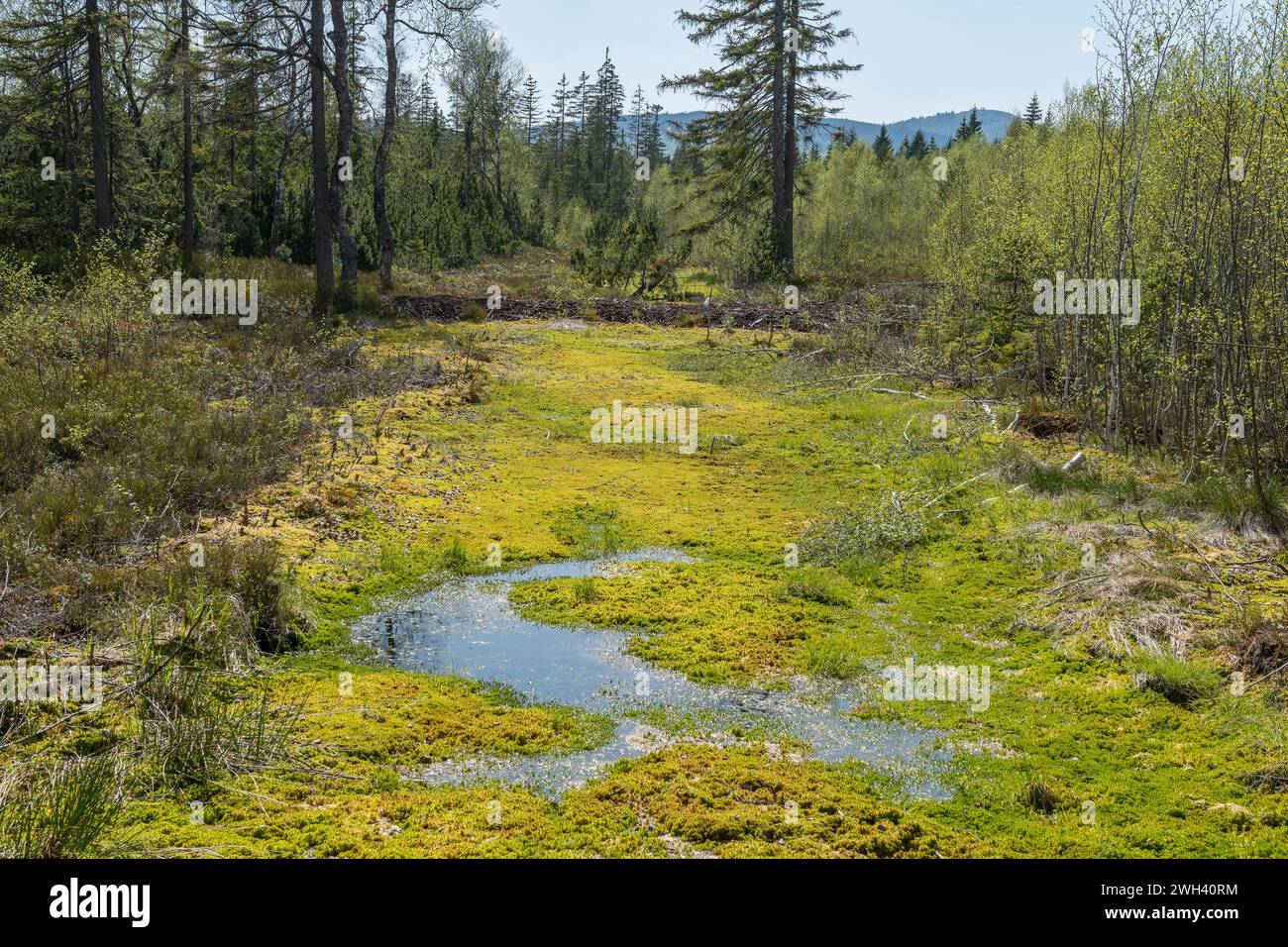 Una piccola palude con vegetazione specifica come il muschio di Spagnum nel Parco Nazionale della Foresta Bavarese. Processo paludoso naturale. Foto Stock