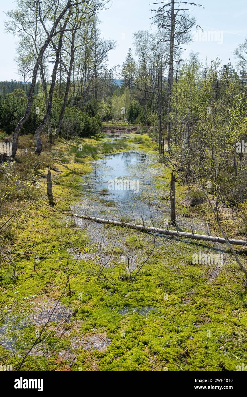 Una piccola palude con vegetazione specifica come il muschio di Spagnum nel Parco Nazionale della Foresta Bavarese. Processo paludoso naturale. Foto Stock