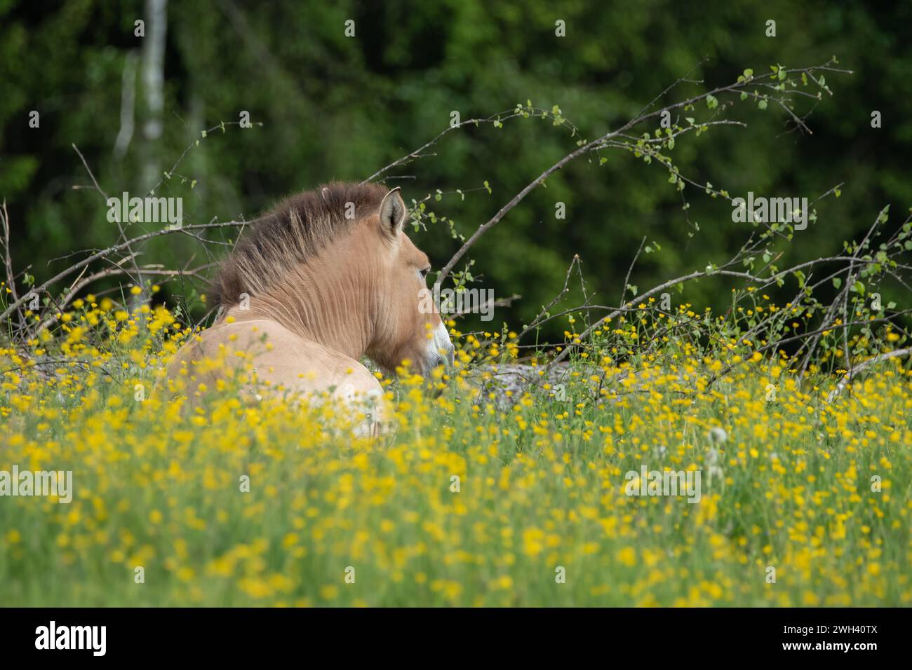 Un cavallo Przewalski seduto su uno splendido prato nel Parco Nazionale della Foresta Bavarese, in Germania Foto Stock