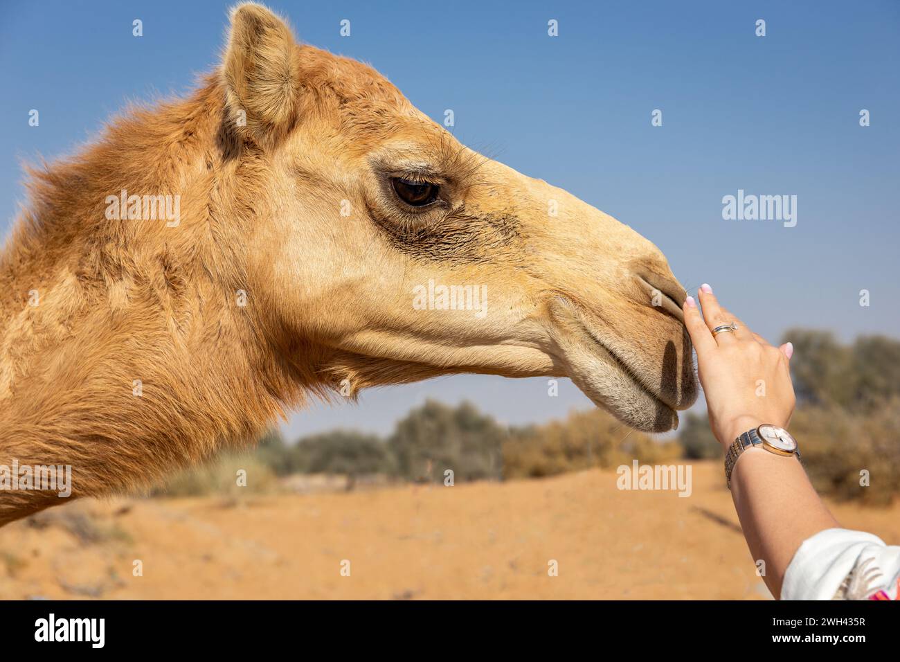 La mano della donna coccola la museruola di cammello dromedario (Camelus dromedarius) nel deserto, Digdaga Farm, Emirati Arabi Uniti. Foto Stock