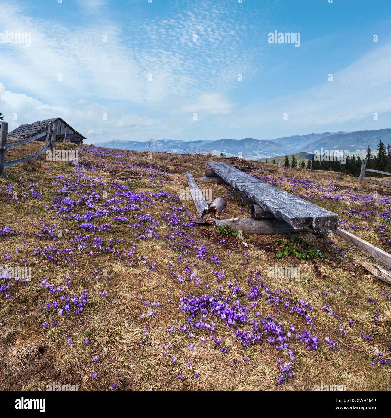 Fiore viola Crocus heuffelianus (Crocus vernus) fiori alpini sulla sorgente altopiano dei Carpazi, Ucraina. Foto Stock