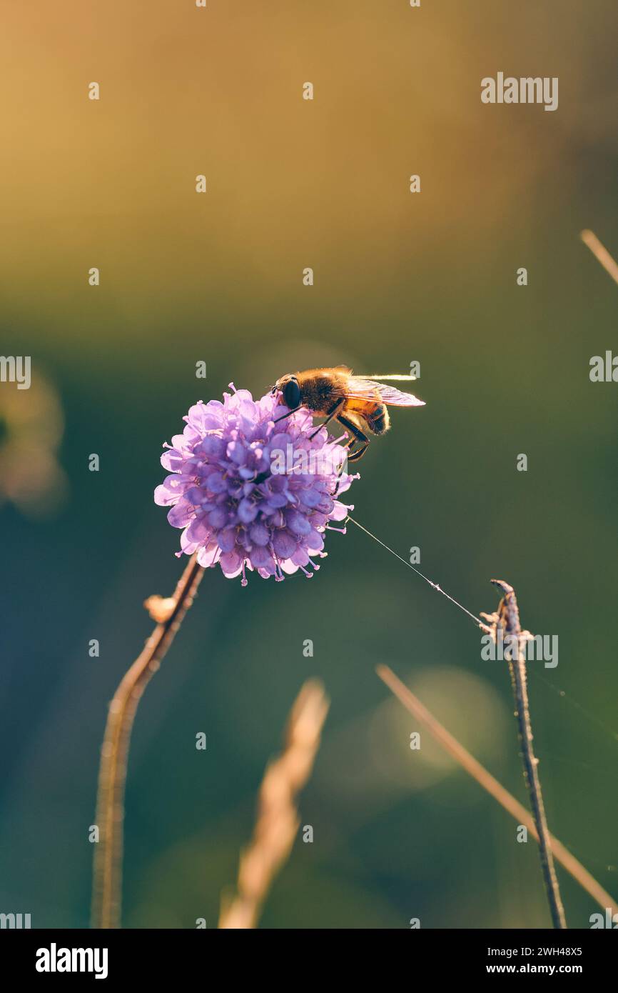 Insetto sulle punte del diavolo in primo piano alla luce del sole calda. Foto di alta qualità Foto Stock