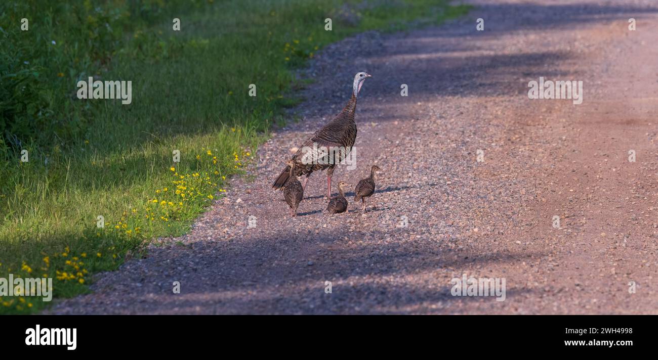 Galline e pollame su una strada di ghiaia nel nord del Wisconsin. Foto Stock