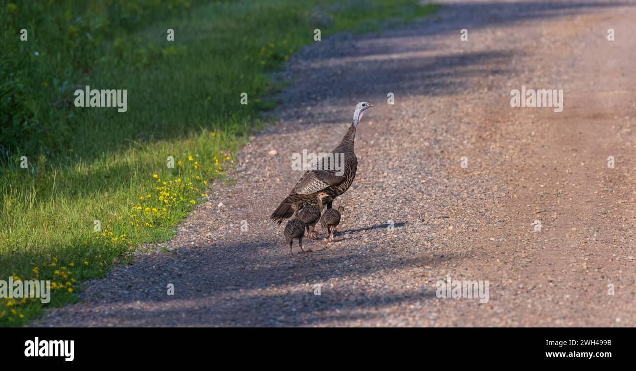 Galline e pollame che camminano su una strada sterrata nel Wisconsin settentrionale. Foto Stock
