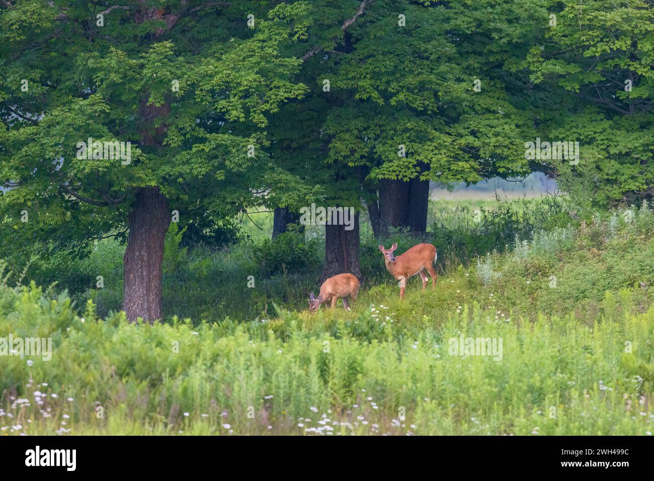 Doe e giovane pascolano in una serata estiva nel Wisconsin settentrionale. Foto Stock