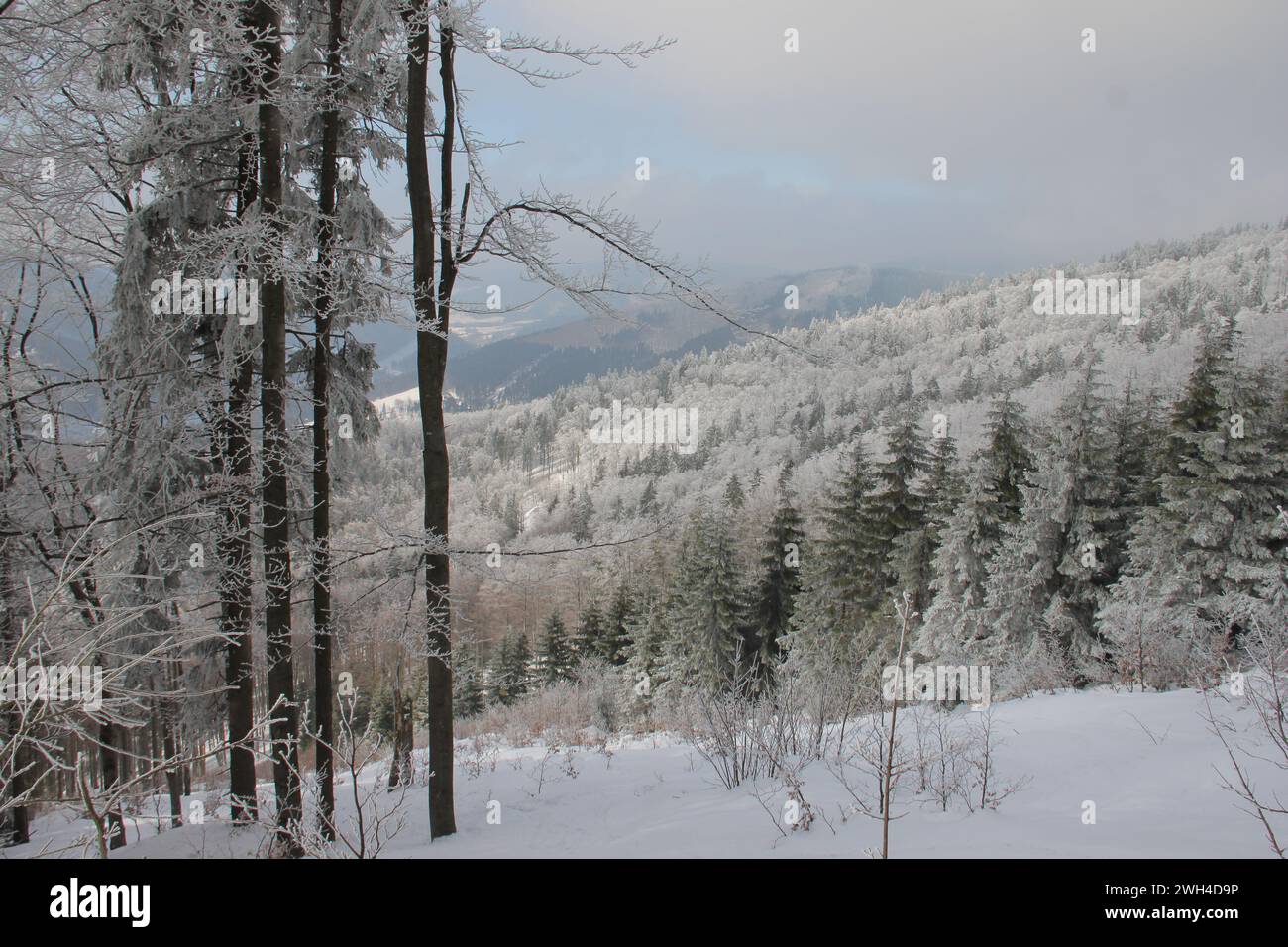 Montagne e abeti innevati nei Carpazi della Repubblica Ceca. Foto scattata su una pista da sci di fondo Foto Stock